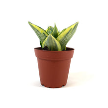 Load image into Gallery viewer, Sansevieria, 4in, Hahnii Golden - Floral Acres Greenhouse & Garden Centre