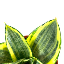 Load image into Gallery viewer, Sansevieria, 4in, Hahnii Golden - Floral Acres Greenhouse & Garden Centre
