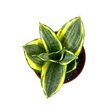 Load image into Gallery viewer, Sansevieria, 4in, Hahnii Golden - Floral Acres Greenhouse & Garden Centre
