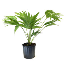 Load image into Gallery viewer, Palm, 10in, Chinese Fan