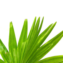 Load image into Gallery viewer, Palm, 10in, Chinese Fan