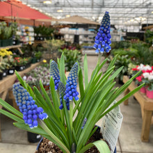 Load image into Gallery viewer, Hyacinth, 4in, Planted Bulb - Floral Acres Greenhouse & Garden Centre