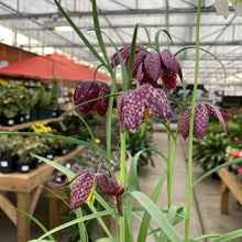 Load image into Gallery viewer, Checkered Lily, 4in, Planted Bulb - Floral Acres Greenhouse & Garden Centre