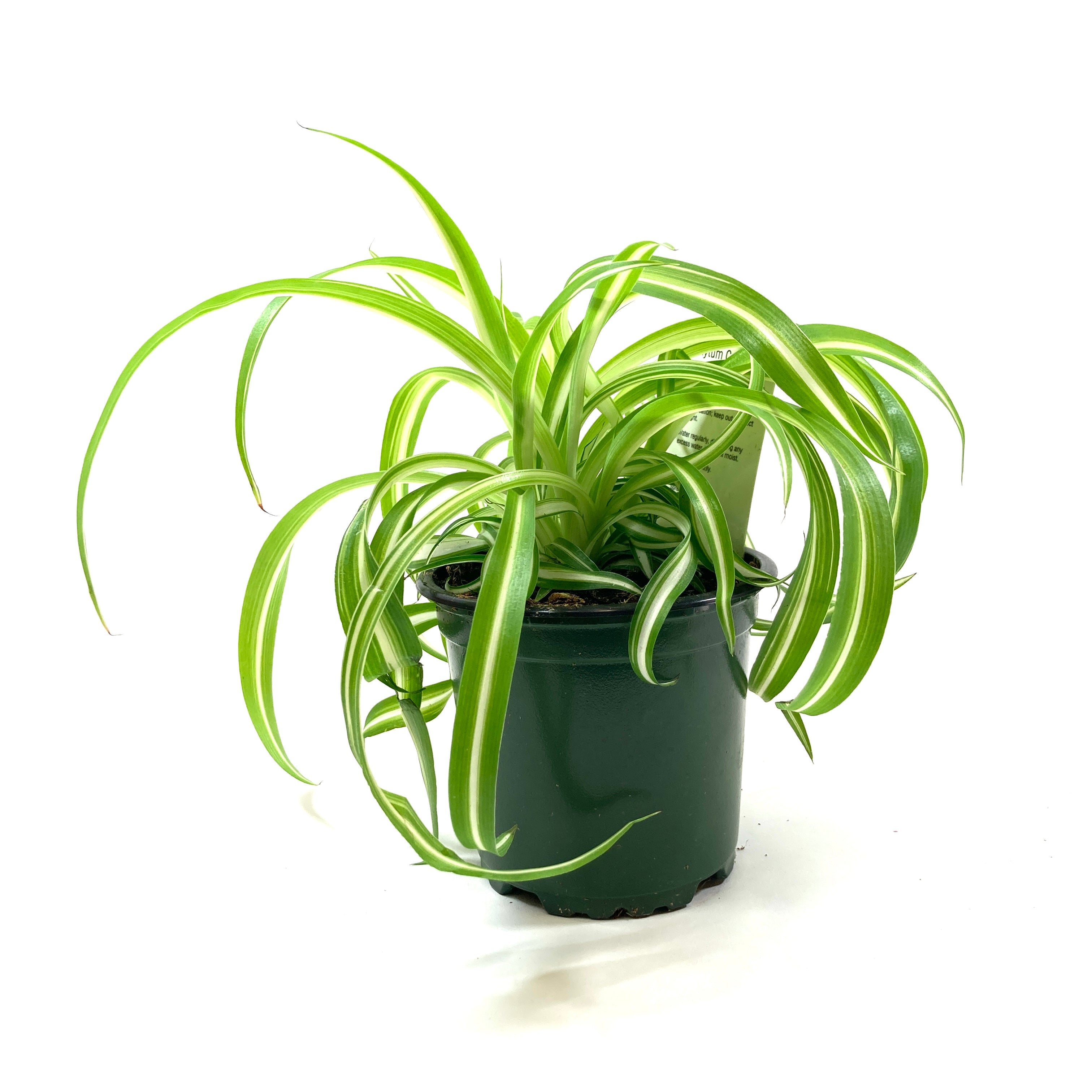 bonnie caribbean spider plant Spider Plant, 4in, Curly Bonnie – Floral Acres Greenhouse & Garden Centre