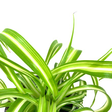 Load image into Gallery viewer, Spider Plant, 4in, Curly Bonnie - Floral Acres Greenhouse & Garden Centre