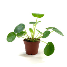 Load image into Gallery viewer, Pilea, 2.5in, Peperomioides - Floral Acres Greenhouse & Garden Centre
