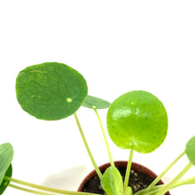 Load image into Gallery viewer, Pilea, 2.5in, Peperomioides - Floral Acres Greenhouse & Garden Centre