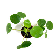 Load image into Gallery viewer, Pilea, 2.5in, Peperomioides - Floral Acres Greenhouse & Garden Centre