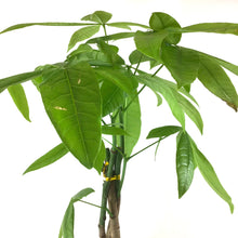 Load image into Gallery viewer, Pachira, 6in, Money Tree Braid