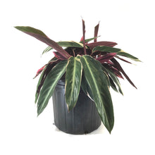 Load image into Gallery viewer, Stromanthe, 10in, Triostar