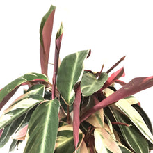 Load image into Gallery viewer, Stromanthe, 10in, Triostar
