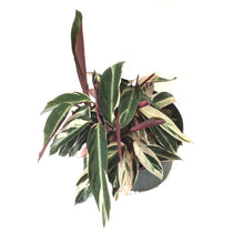 Load image into Gallery viewer, Stromanthe, 10in, Triostar