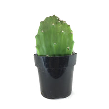 Load image into Gallery viewer, Cactus, 9cm, Opuntia Basilaris 'Beavertail' - Floral Acres Greenhouse & Garden Centre