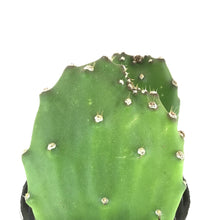 Load image into Gallery viewer, Cactus, 9cm, Opuntia Basilaris 'Beavertail' - Floral Acres Greenhouse & Garden Centre