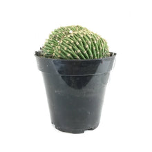 Load image into Gallery viewer, Cactus, 9cm, Trichocereus Huascha Cristata - Floral Acres Greenhouse & Garden Centre