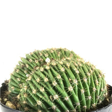 Load image into Gallery viewer, Cactus, 9cm, Trichocereus Huascha Cristata - Floral Acres Greenhouse & Garden Centre