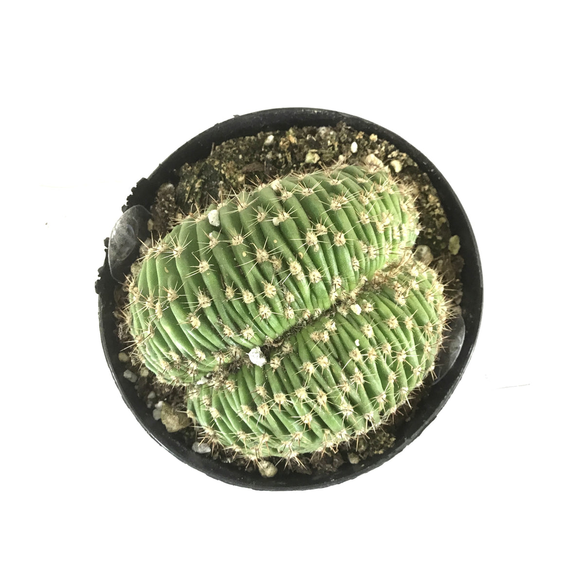 Cactus, 9cm, Trichocereus Huascha Cristata - Floral Acres Greenhouse & Garden Centre