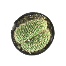 Load image into Gallery viewer, Cactus, 9cm, Trichocereus Huascha Cristata - Floral Acres Greenhouse & Garden Centre