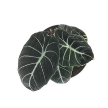Load image into Gallery viewer, Alocasia, 7.5in, Black Velvet - Floral Acres Greenhouse & Garden Centre
