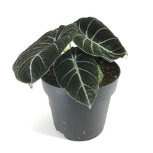 Load image into Gallery viewer, Alocasia, 7.5in, Black Velvet - Floral Acres Greenhouse & Garden Centre