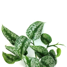 Load image into Gallery viewer, Scindapsus, 6in HB, Exotica