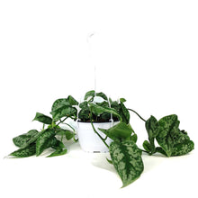 Load image into Gallery viewer, Scindapsus, 6in HB, Exotica