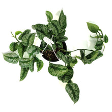 Load image into Gallery viewer, Scindapsus, 6in HB, Exotica