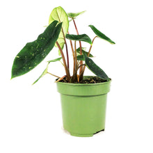 Load image into Gallery viewer, Alocasia, 4in, Scalprum