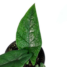 Load image into Gallery viewer, Alocasia, 4in, Scalprum