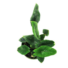 Load image into Gallery viewer, Alocasia, 4in, Scalprum