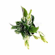 Load image into Gallery viewer, Calathea, 4in, White Fusion - Floral Acres Greenhouse & Garden Centre