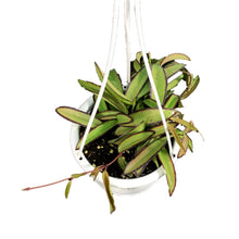Load image into Gallery viewer, Hoya, 4.5in Hanging Basket, Wayetii