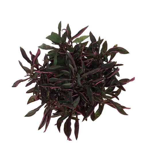 Annual, 4in, Alternanthera