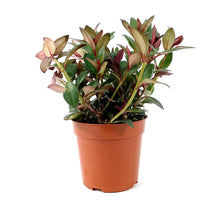 Load image into Gallery viewer, Goldfish Plant, 4in Mae - Floral Acres Greenhouse & Garden Centre