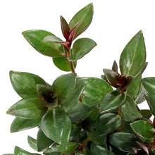 Load image into Gallery viewer, Goldfish Plant, 4in Mae - Floral Acres Greenhouse & Garden Centre