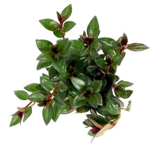 Load image into Gallery viewer, Goldfish Plant, 4in Mae - Floral Acres Greenhouse & Garden Centre