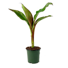 Load image into Gallery viewer, Banana, 4in, Blood - Floral Acres Greenhouse & Garden Centre
