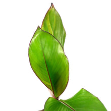 Load image into Gallery viewer, Banana, 4in, Blood - Floral Acres Greenhouse & Garden Centre