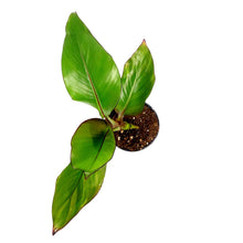 Load image into Gallery viewer, Banana, 4in, Blood - Floral Acres Greenhouse & Garden Centre