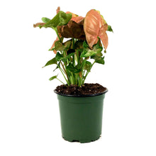 Load image into Gallery viewer, Syngonium, 4in, Pink Allusion - Floral Acres Greenhouse & Garden Centre