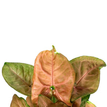 Load image into Gallery viewer, Syngonium, 4in, Pink Allusion - Floral Acres Greenhouse & Garden Centre