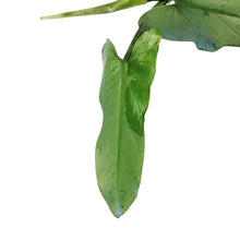 Load image into Gallery viewer, Philodendron, 4in, Silver Sword