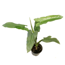 Load image into Gallery viewer, Philodendron, 4in, Silver Sword