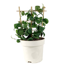 Load image into Gallery viewer, Monstera, 7.5in, Dubia - Floral Acres Greenhouse & Garden Centre