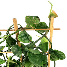 Load image into Gallery viewer, Monstera, 7.5in, Dubia - Floral Acres Greenhouse & Garden Centre