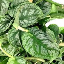 Load image into Gallery viewer, Monstera, 7.5in, Dubia - Floral Acres Greenhouse & Garden Centre