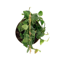 Load image into Gallery viewer, Monstera, 7.5in, Dubia - Floral Acres Greenhouse & Garden Centre