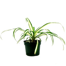 Load image into Gallery viewer, Spider Plant, 4in, Green Edge - Floral Acres Greenhouse & Garden Centre
