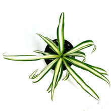 Load image into Gallery viewer, Spider Plant, 4in, Green Edge - Floral Acres Greenhouse & Garden Centre