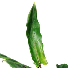 Load image into Gallery viewer, Alocasia, 4in, Lauterbachiana Purple Sword - Floral Acres Greenhouse & Garden Centre